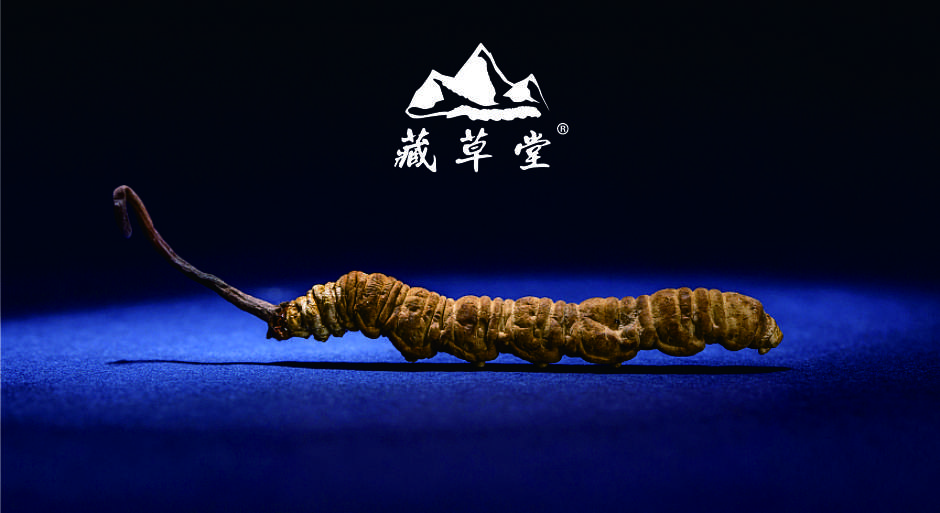 冬蟲夏草行業的回顧與未來展望